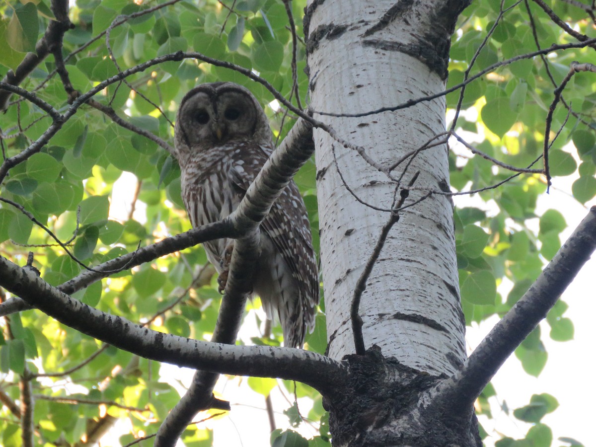 Barred Owl - ML638208253