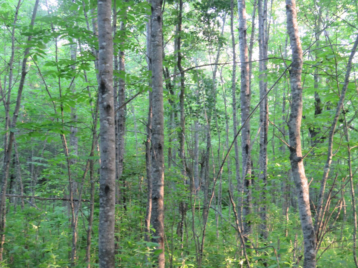 Barred Owl - ML638208259
