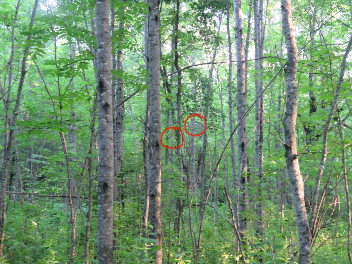 Barred Owl - ML638208275