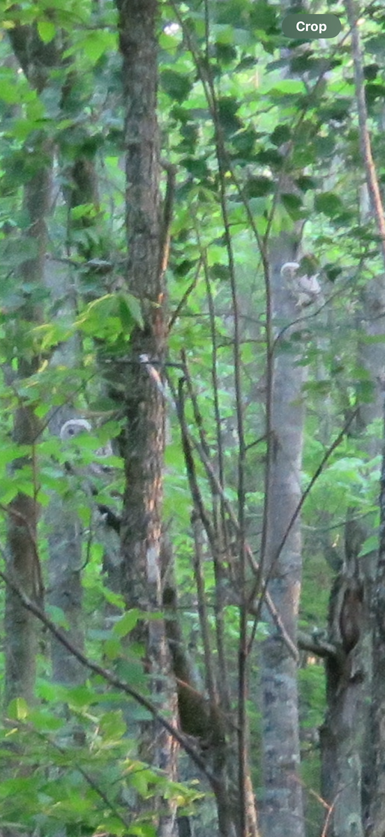 Barred Owl - ML638208278