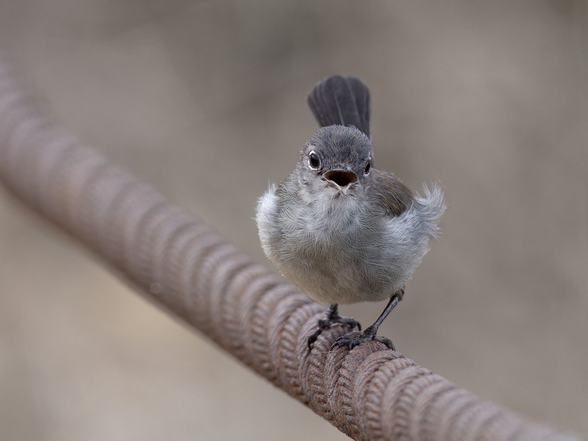 California Gnatcatcher - ML638208300