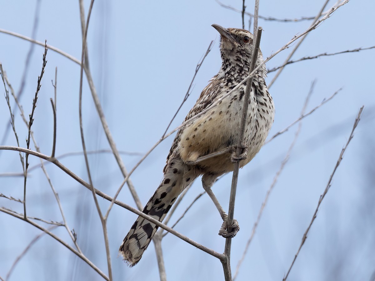 Cactus Wren - ML638208302