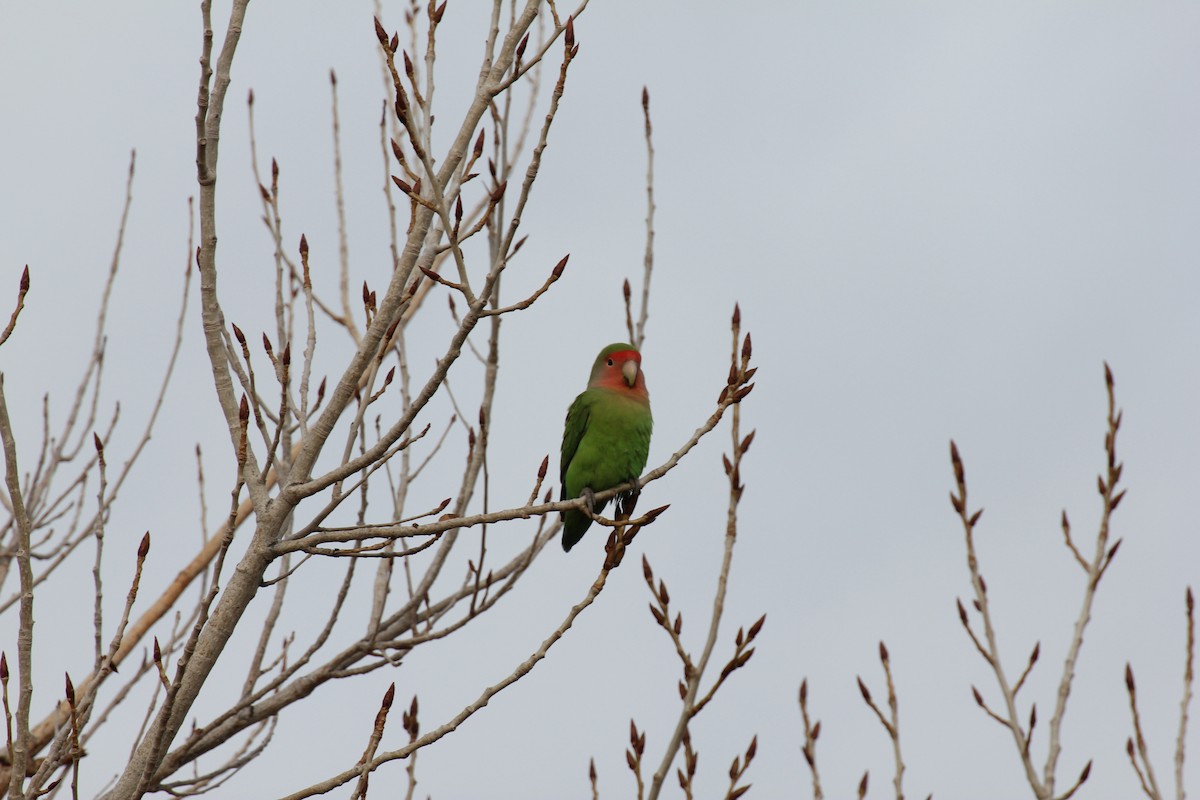 Rosy-faced Lovebird - ML638208323