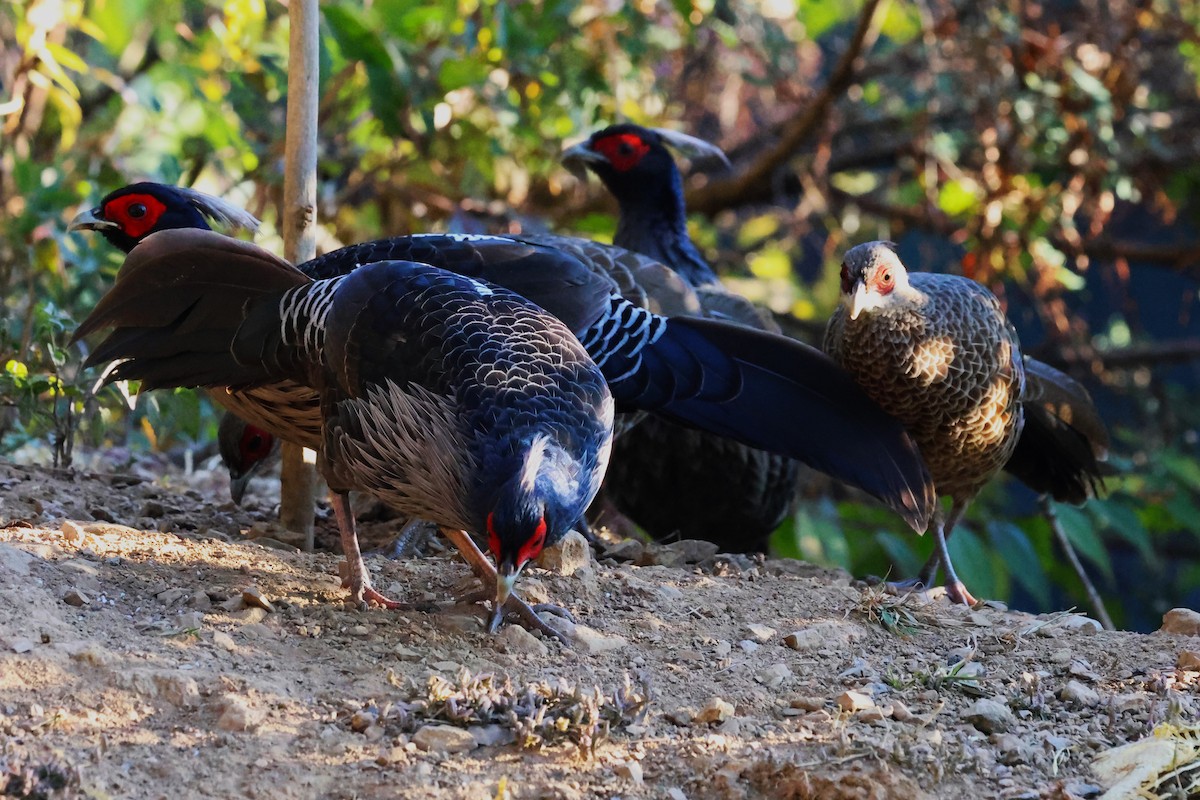 Kalij Pheasant - ML638208324