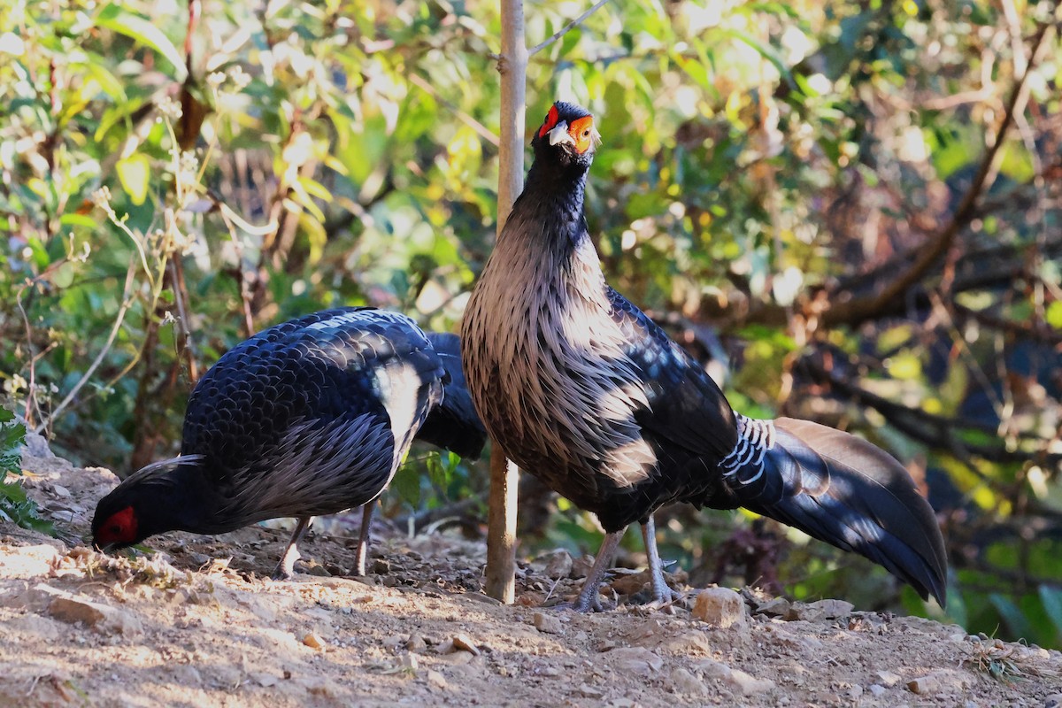 Kalij Pheasant - ML638208325