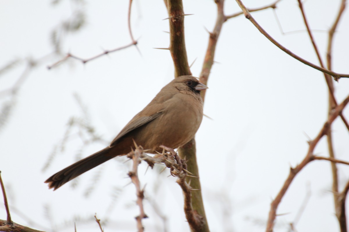 Abert's Towhee - ML638208345