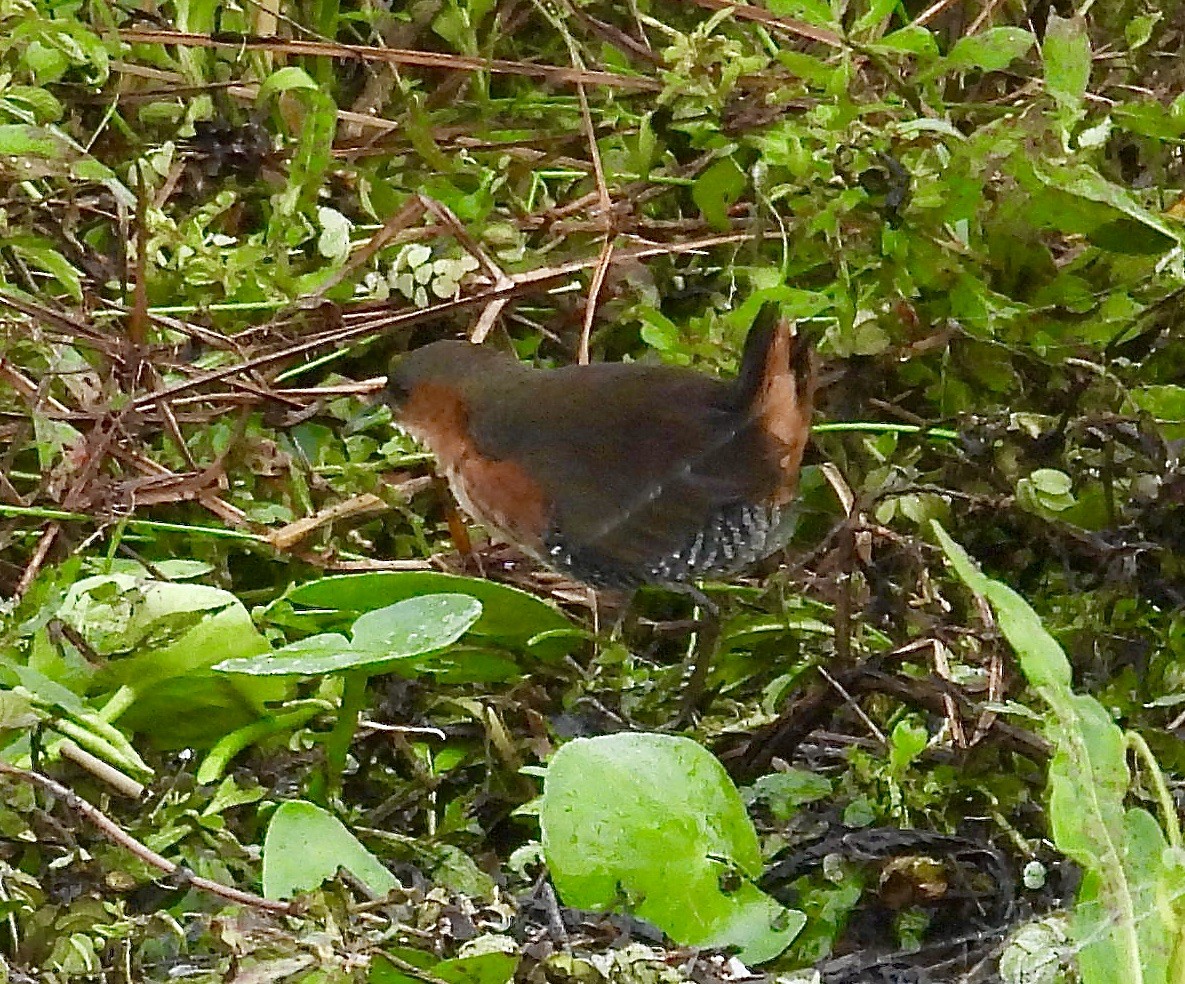 Rufous-sided Crake - ML638208362