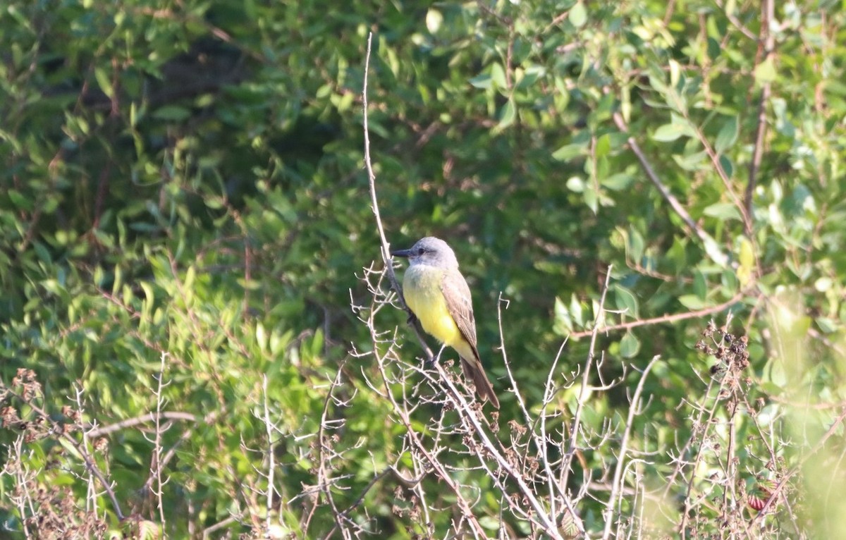 Tropical Kingbird - ML638208371