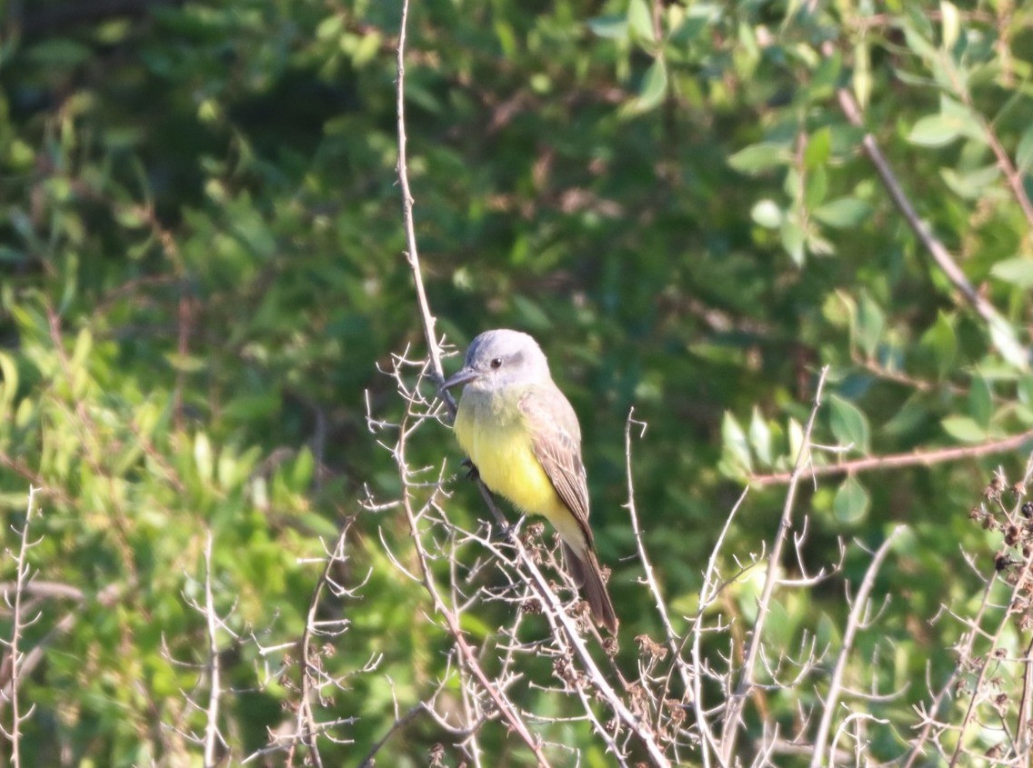 Tropical Kingbird - ML638208372