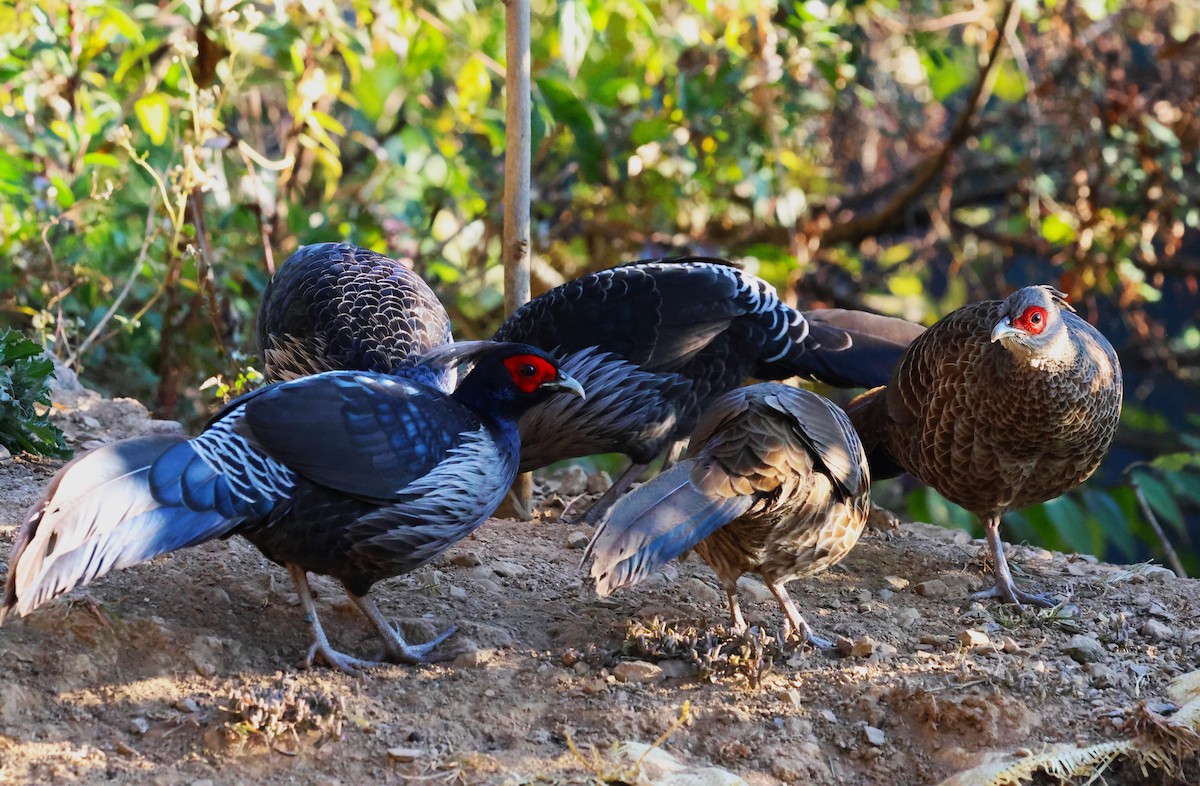 Kalij Pheasant - ML638208379