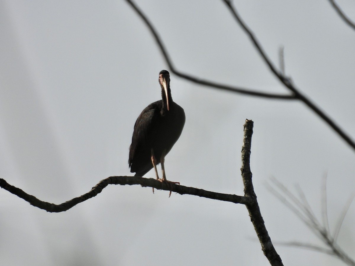 Bare-faced Ibis - ML638208383