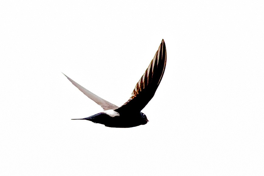 Blyth's Swift - ML638208391