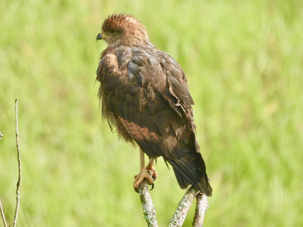 Savanna Hawk - ML638208404