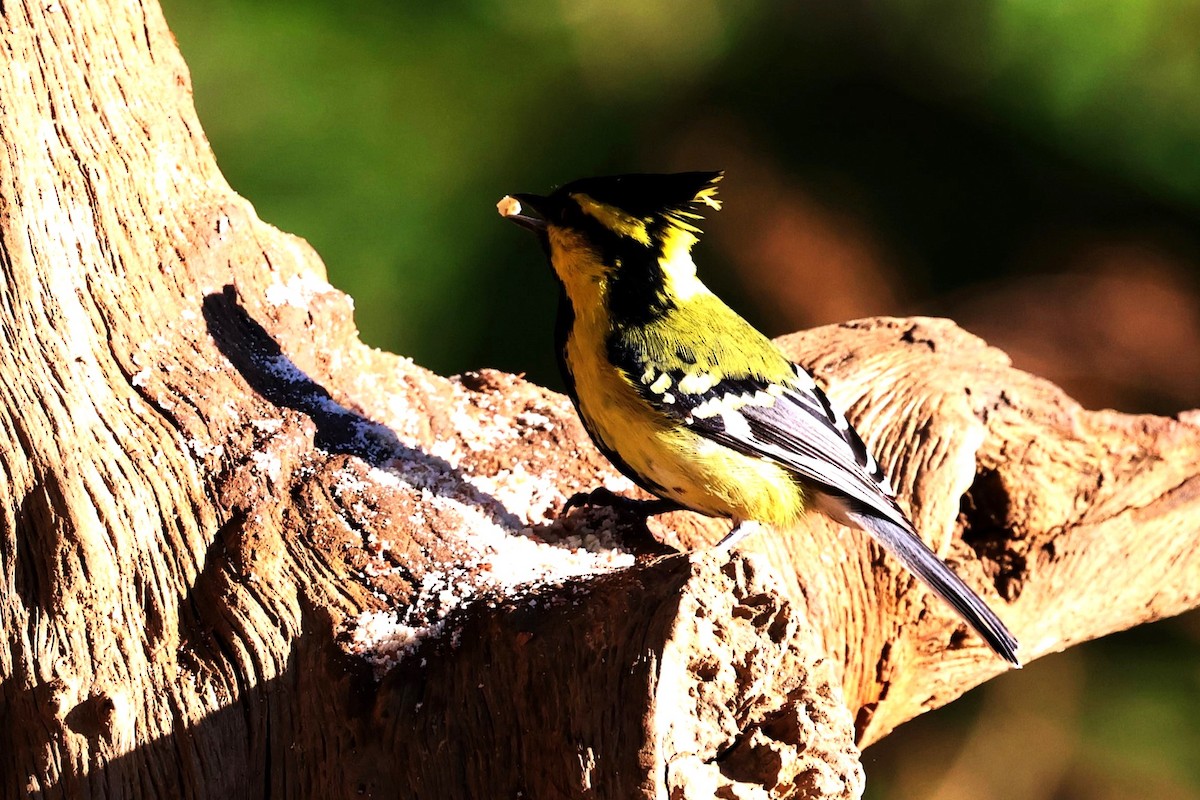 Himalayan Black-lored Tit - ML638208431