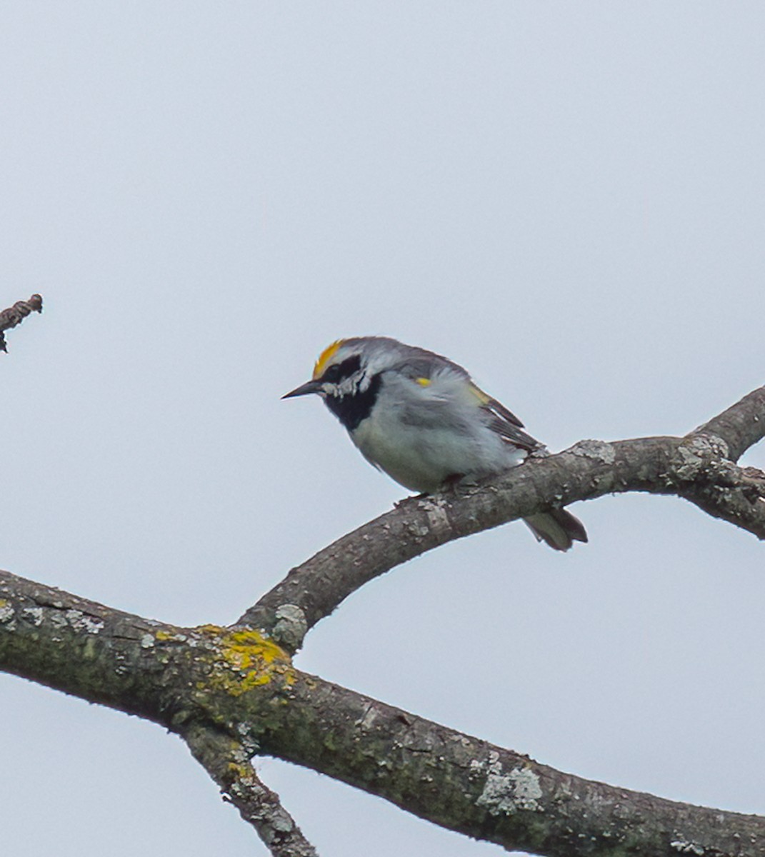 Goldflügel-Waldsänger - ML638208442