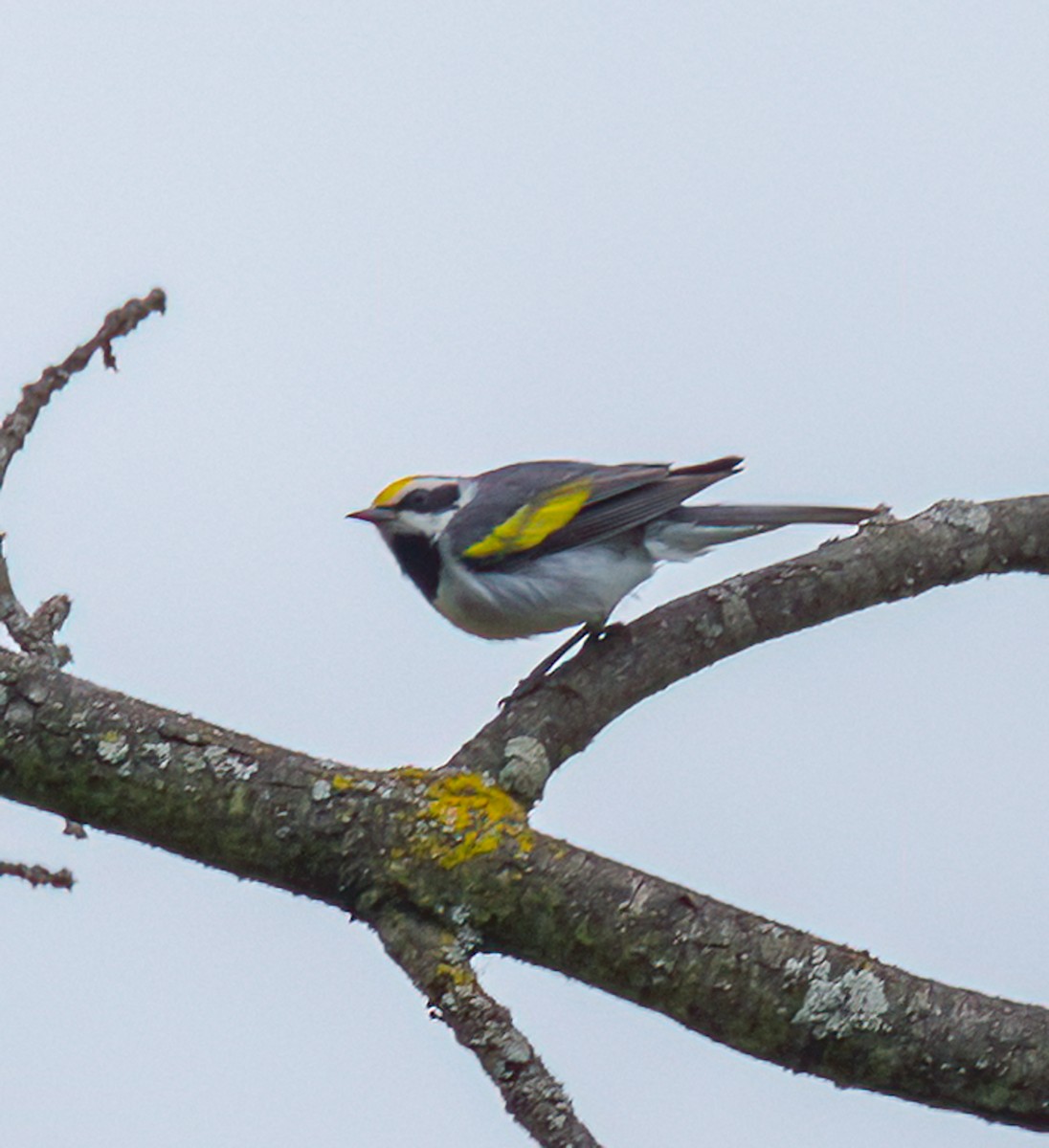 Goldflügel-Waldsänger - ML638208443