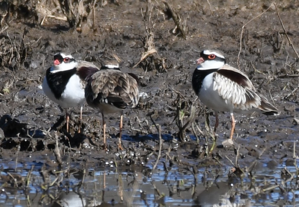 Black-fronted Dotterel - ML638208453