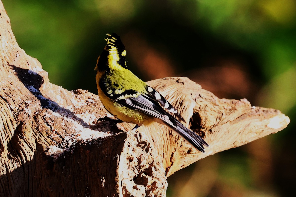 Himalayan Black-lored Tit - ML638208484