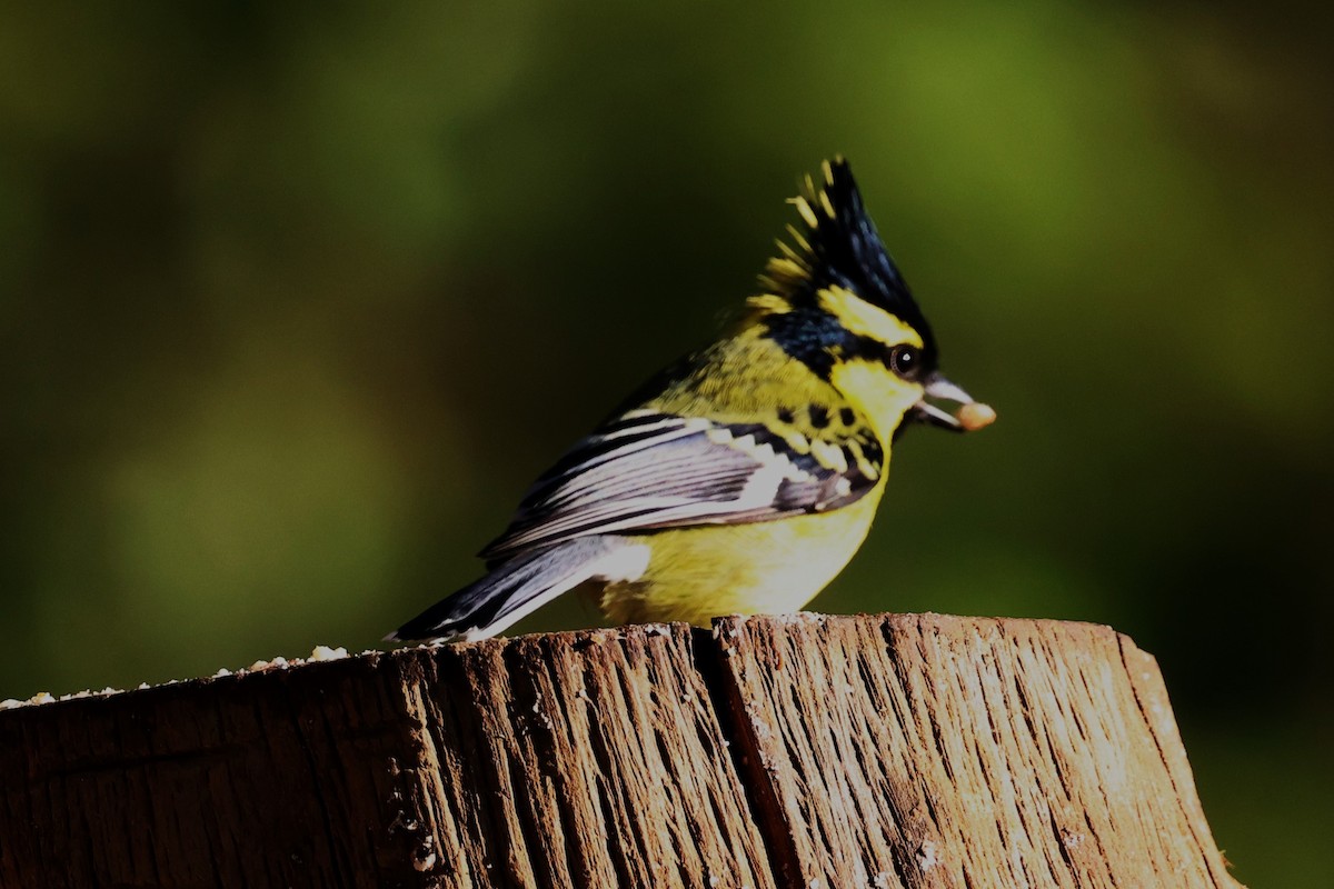 Himalayan Black-lored Tit - ML638208485