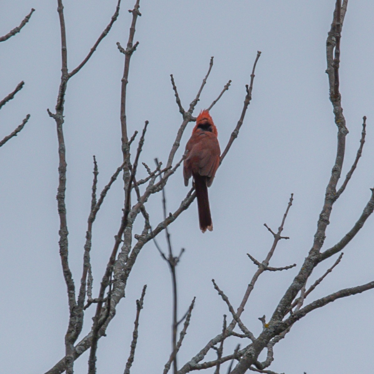 Northern Cardinal - ML638208506
