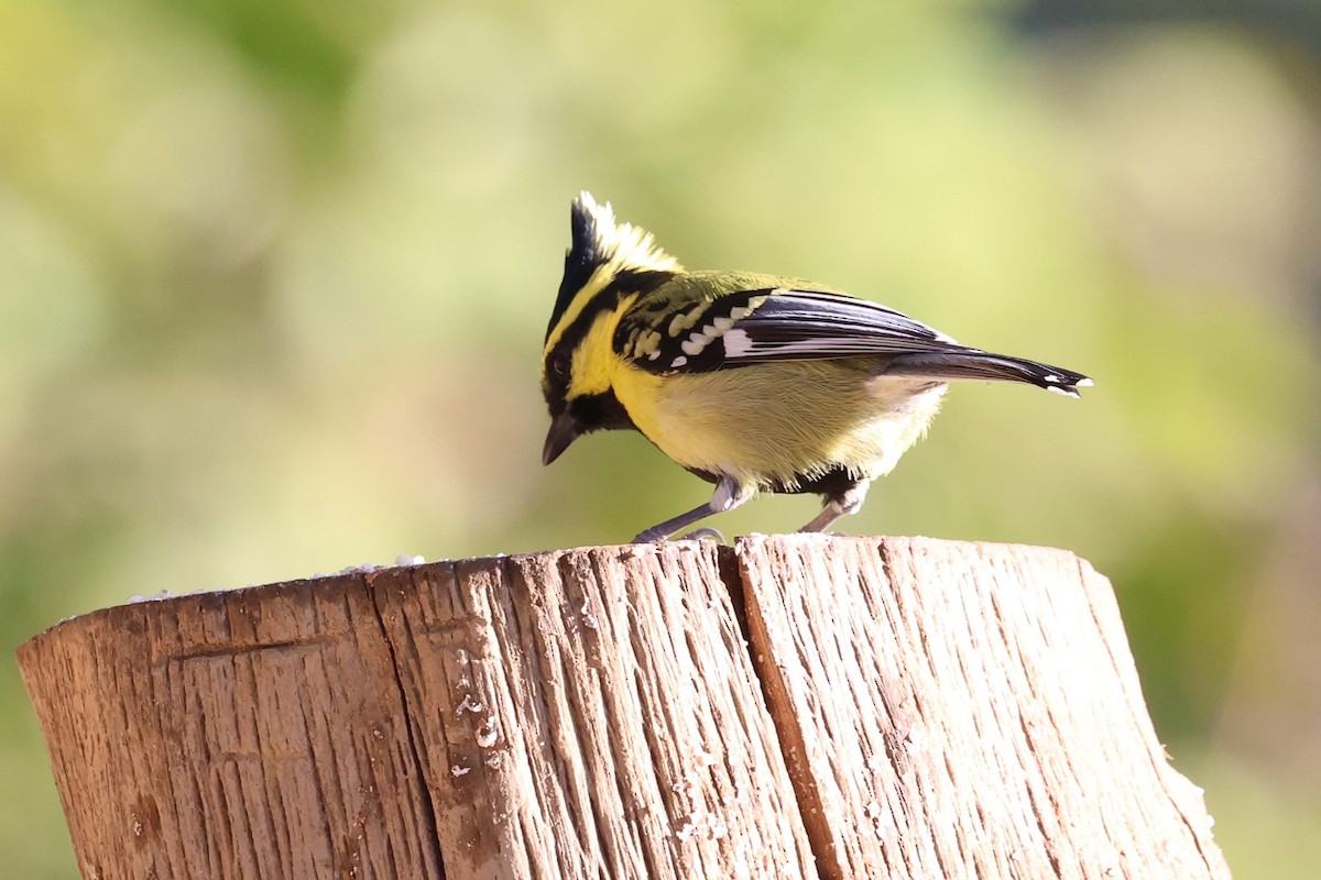Himalayan Black-lored Tit - ML638208513