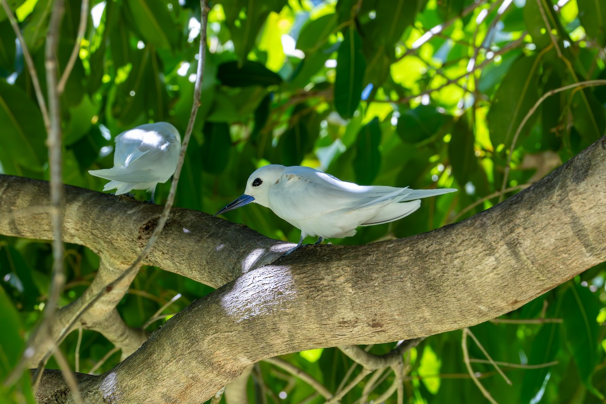 White Tern - ML638208515