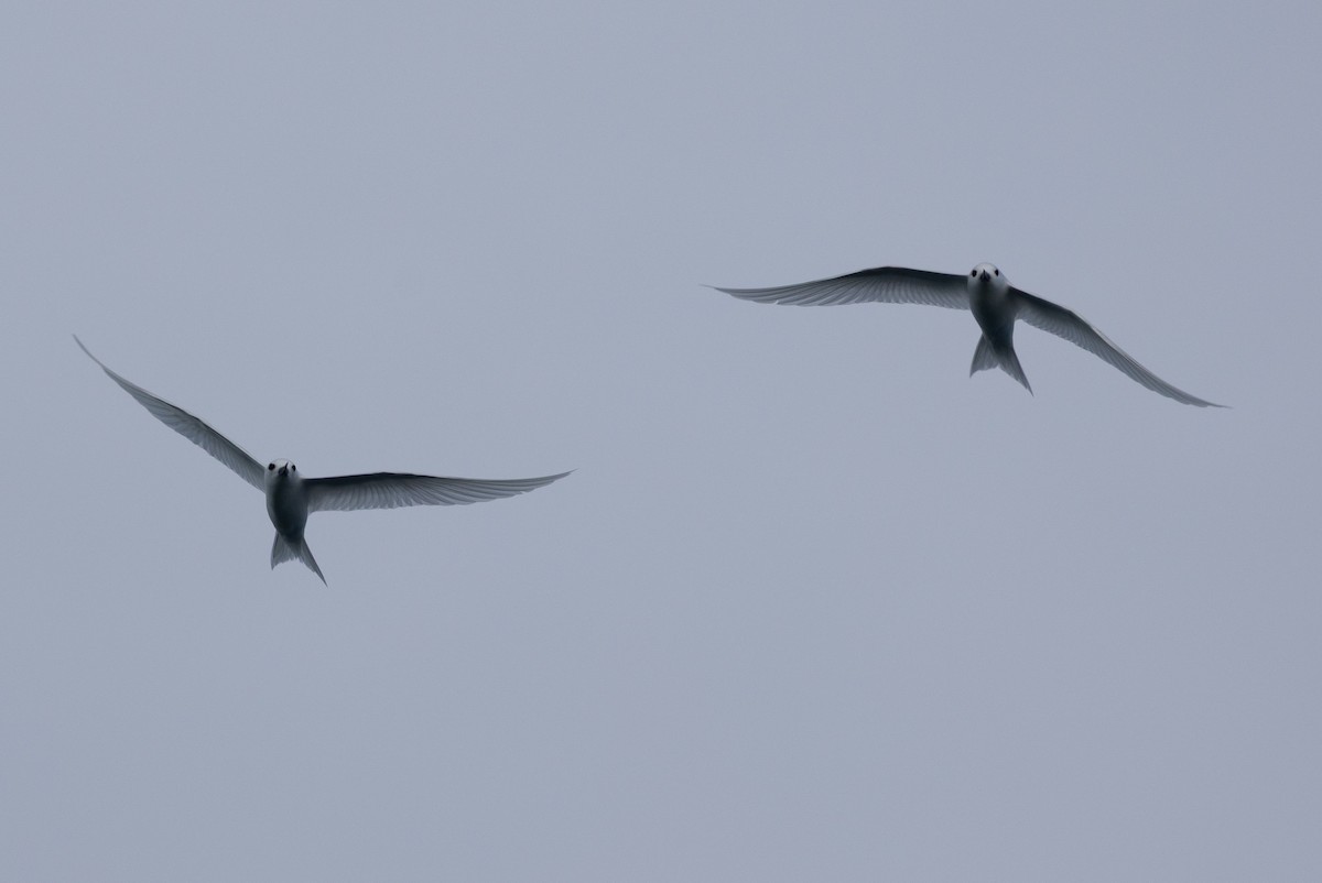 White Tern - ML638208534