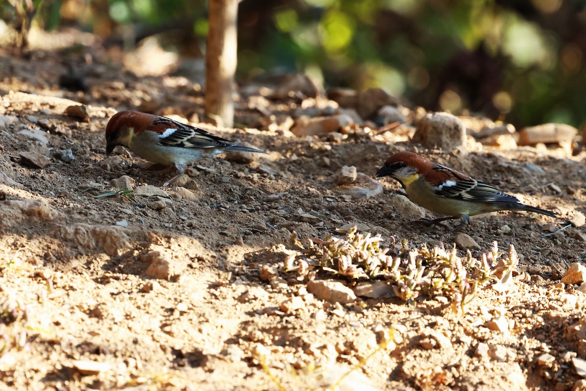 Russet Sparrow - ML638208538