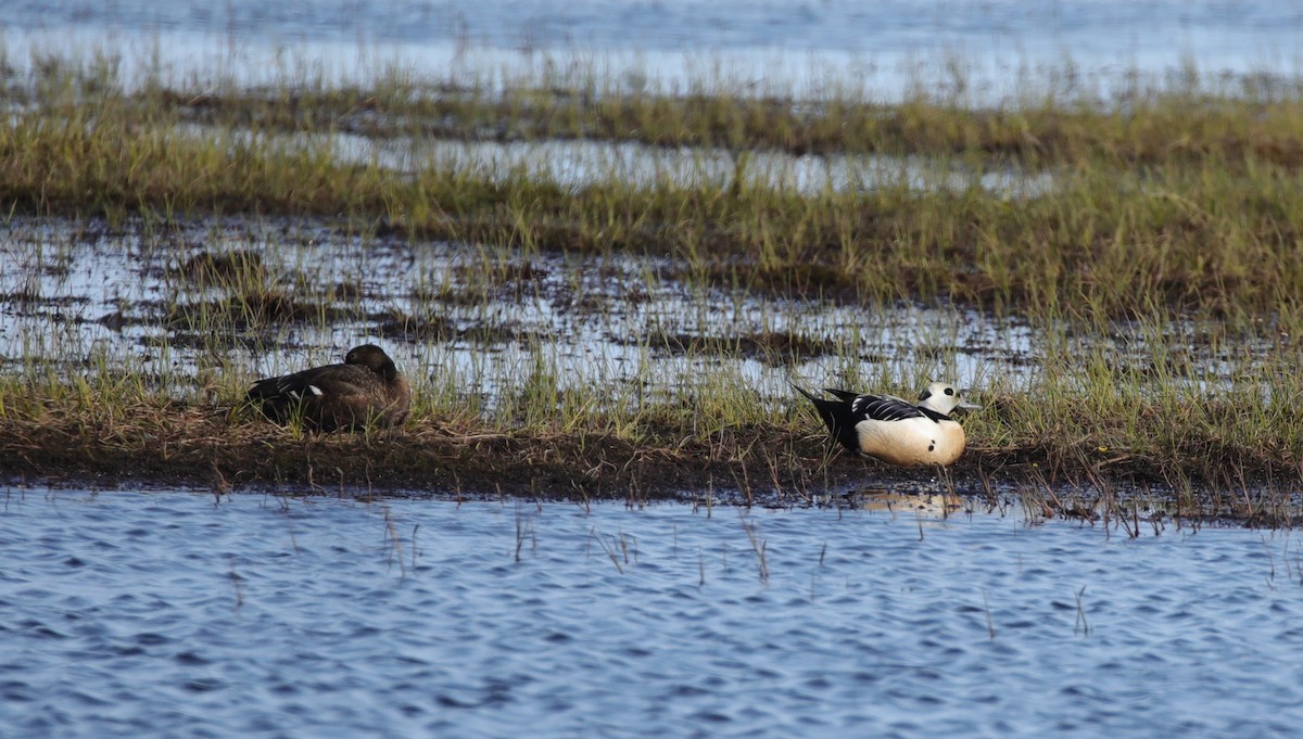 Steller's Eider - ML638208540