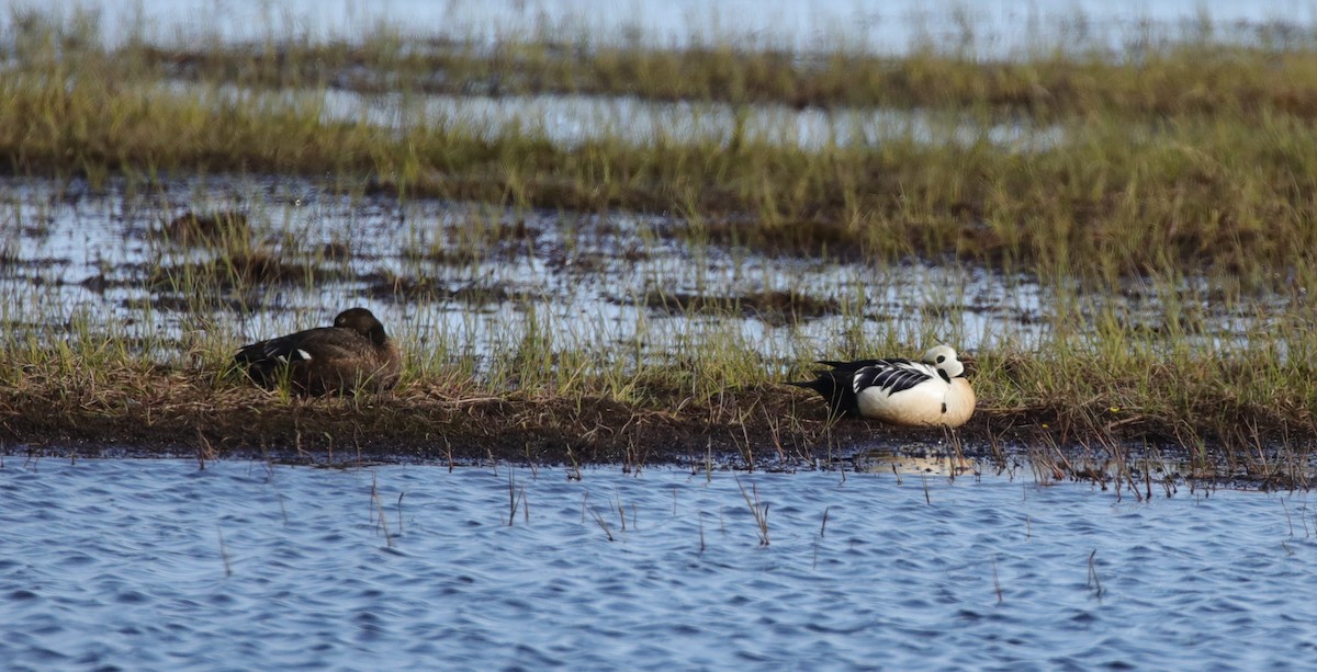 Steller's Eider - ML638208543