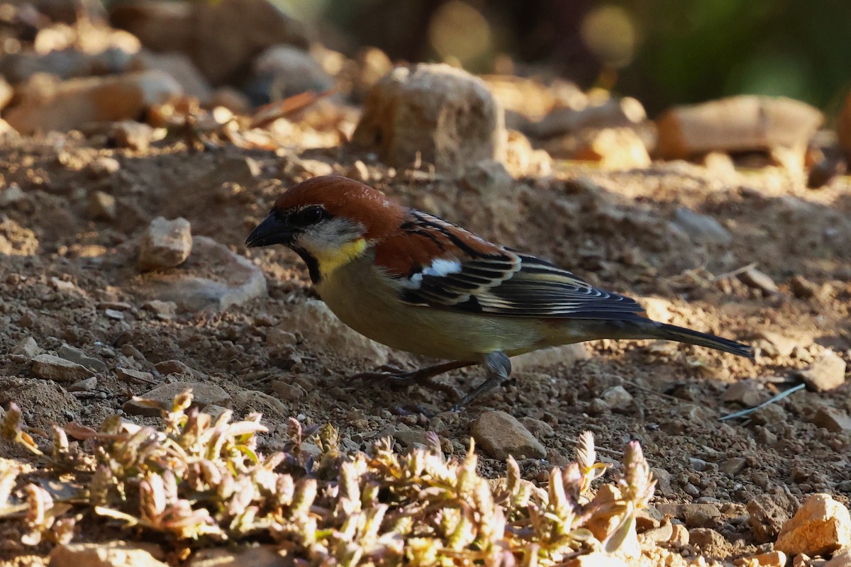 Russet Sparrow - ML638208552