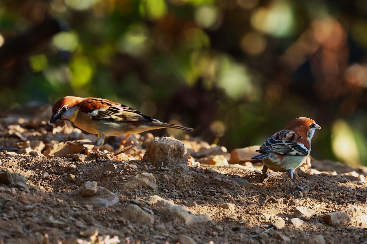 Russet Sparrow - ML638208560