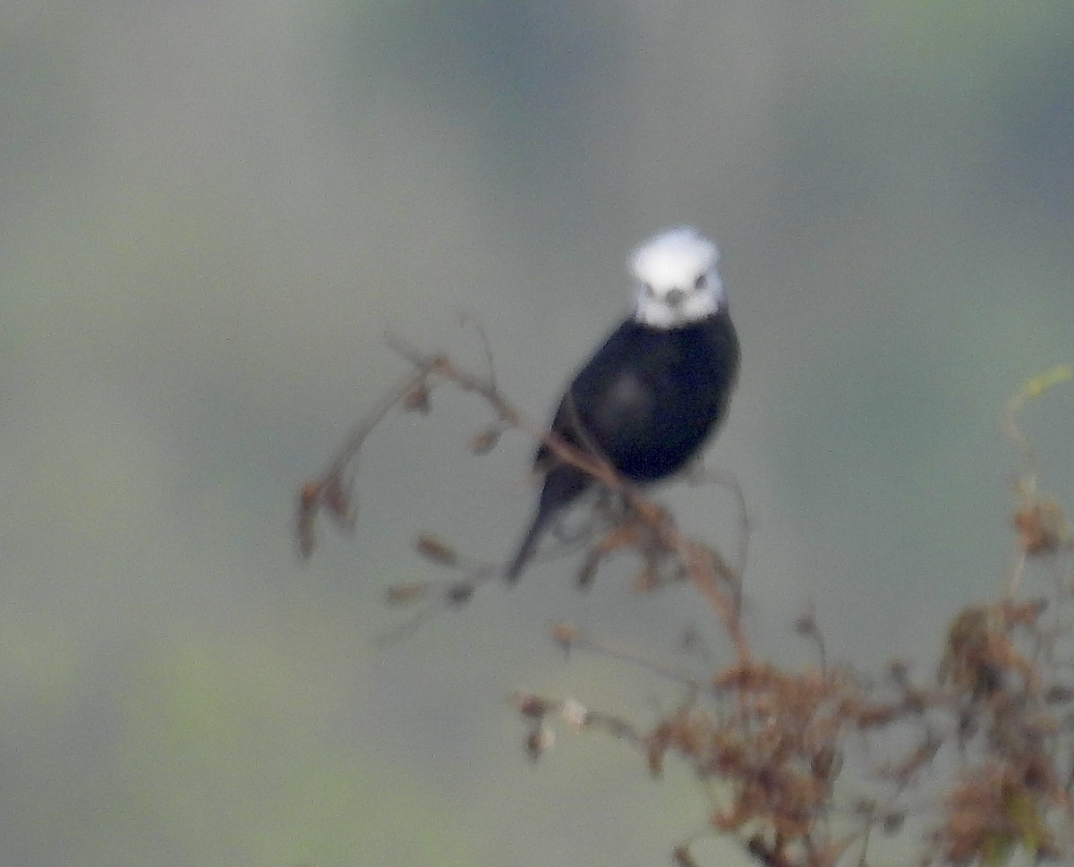 White-headed Marsh Tyrant - ML638208569