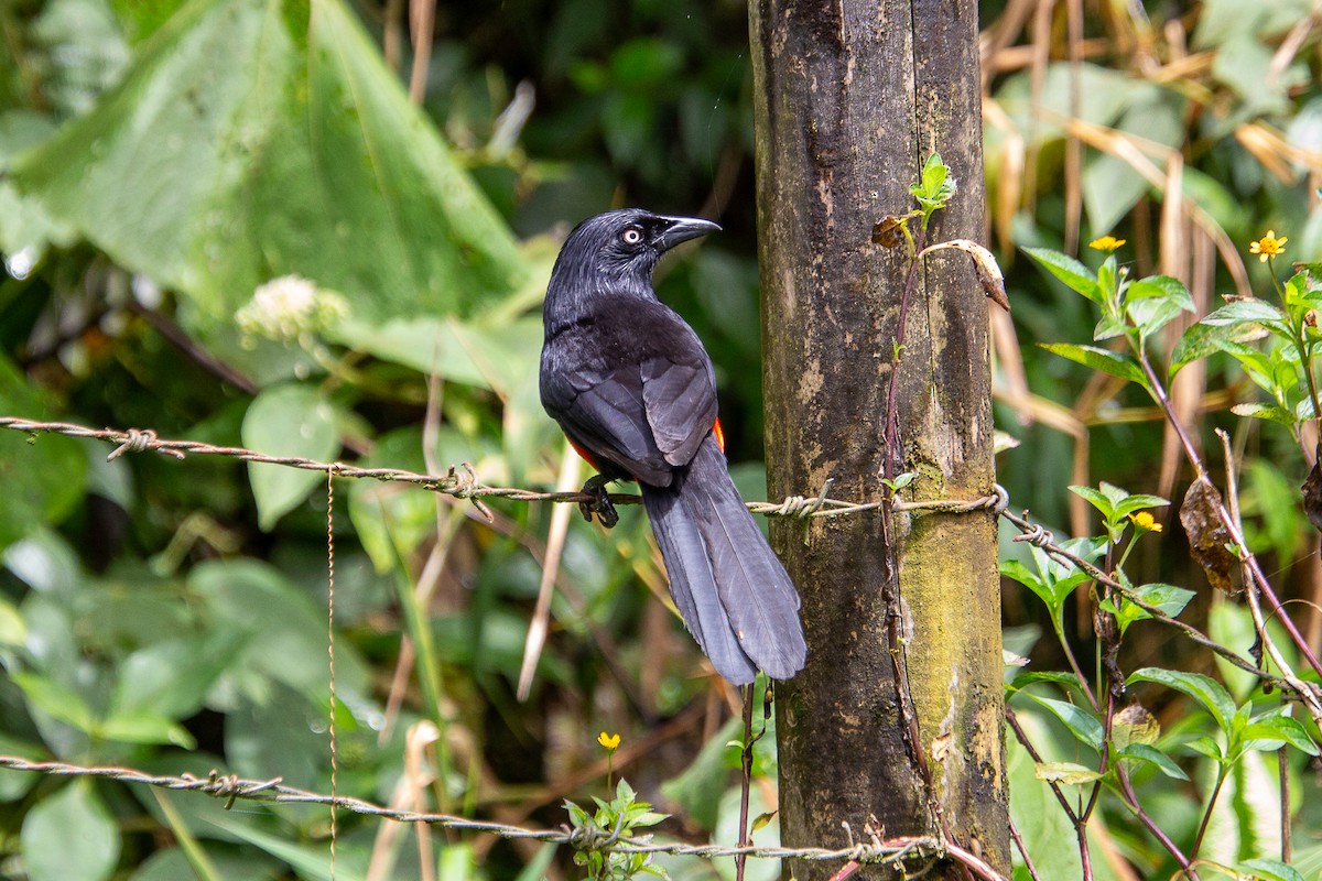 Red-bellied Grackle - ML638208579