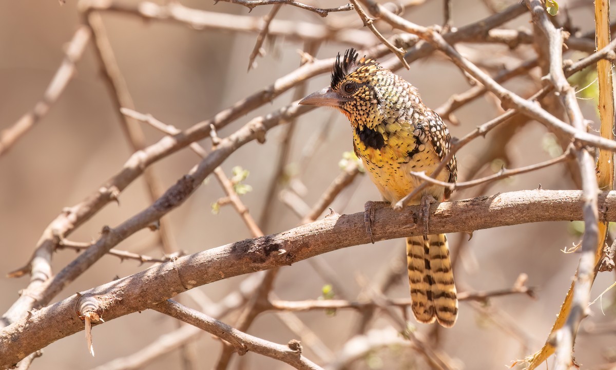 D'Arnaud's Barbet - ML638208589