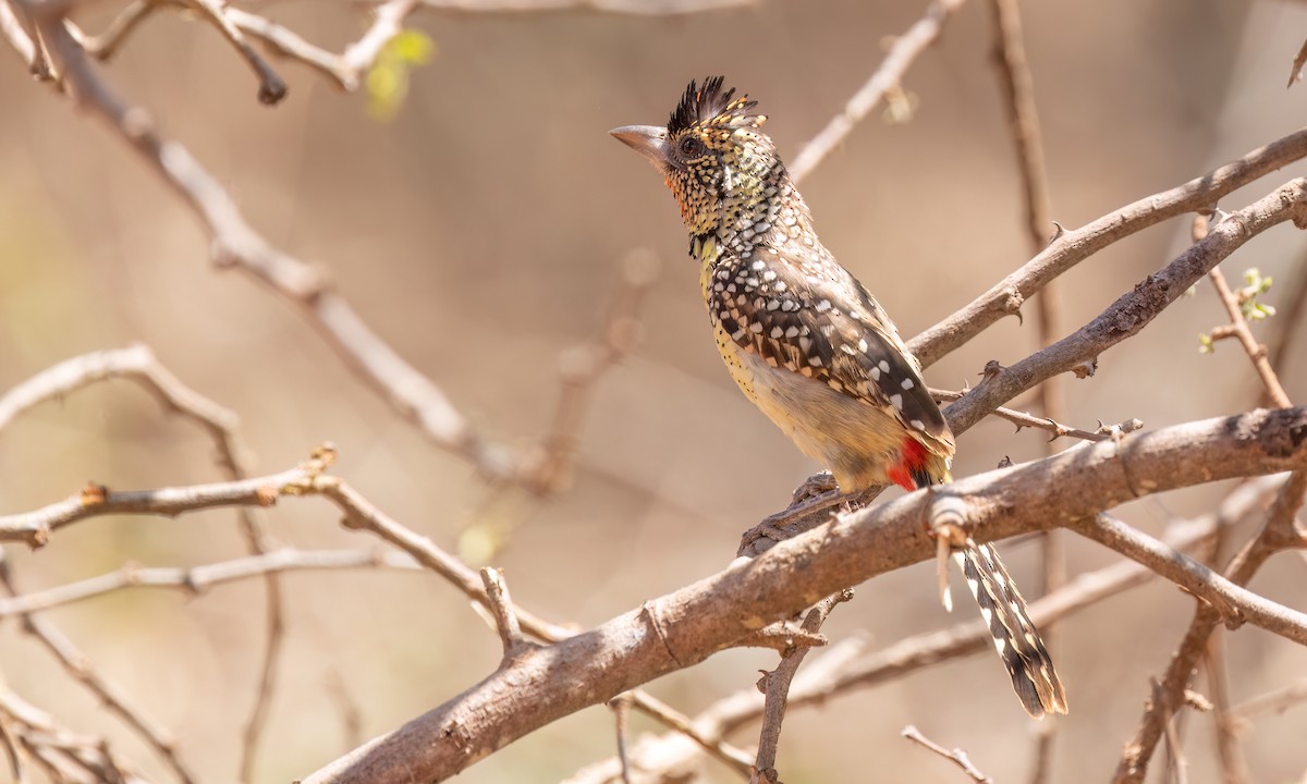 D'Arnaud's Barbet - ML638208590