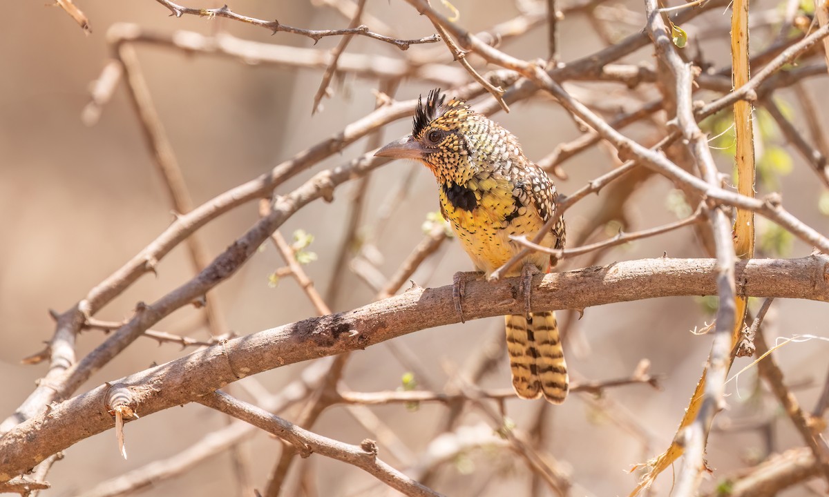 D'Arnaud's Barbet - ML638208591