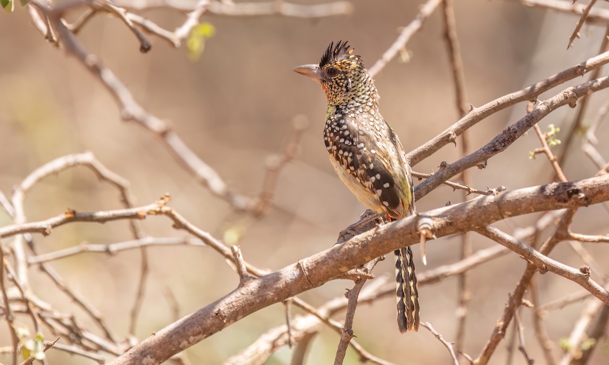 D'Arnaud's Barbet - ML638208592