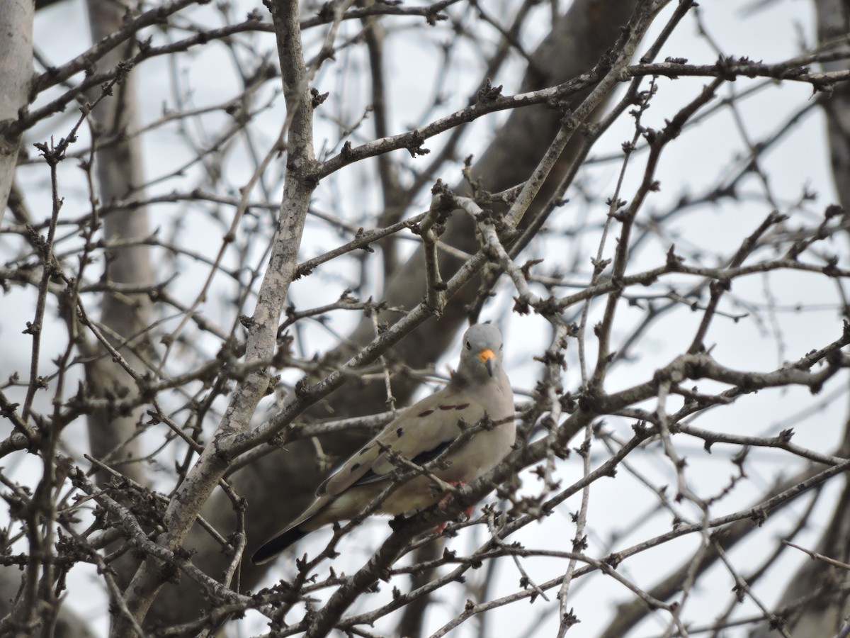 Croaking Ground Dove - ML638208600