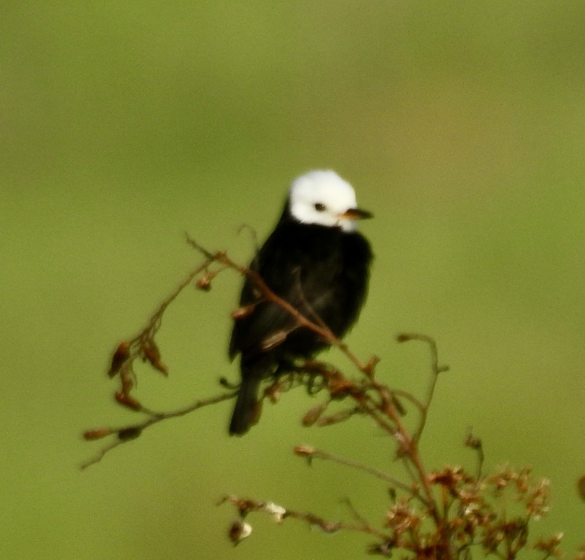 White-headed Marsh Tyrant - ML638208610