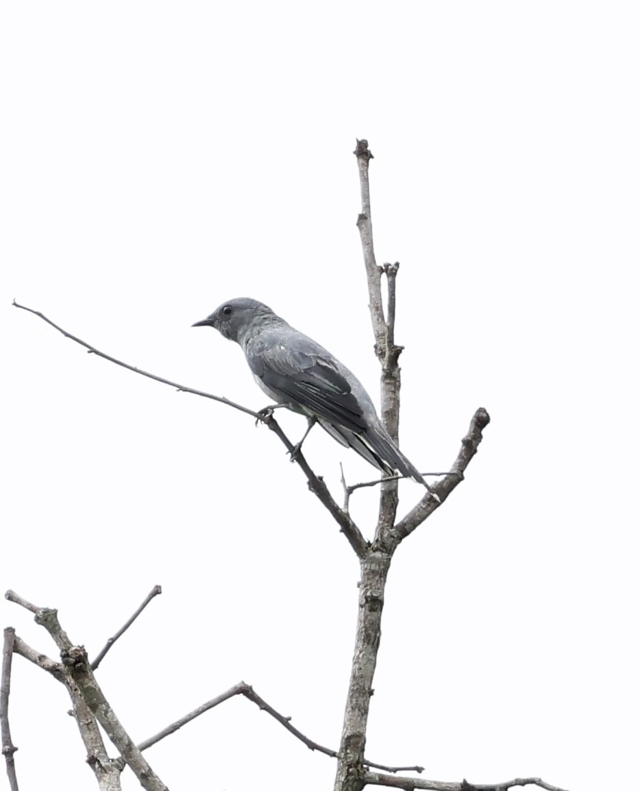Indochinese Cuckooshrike - ML638208660