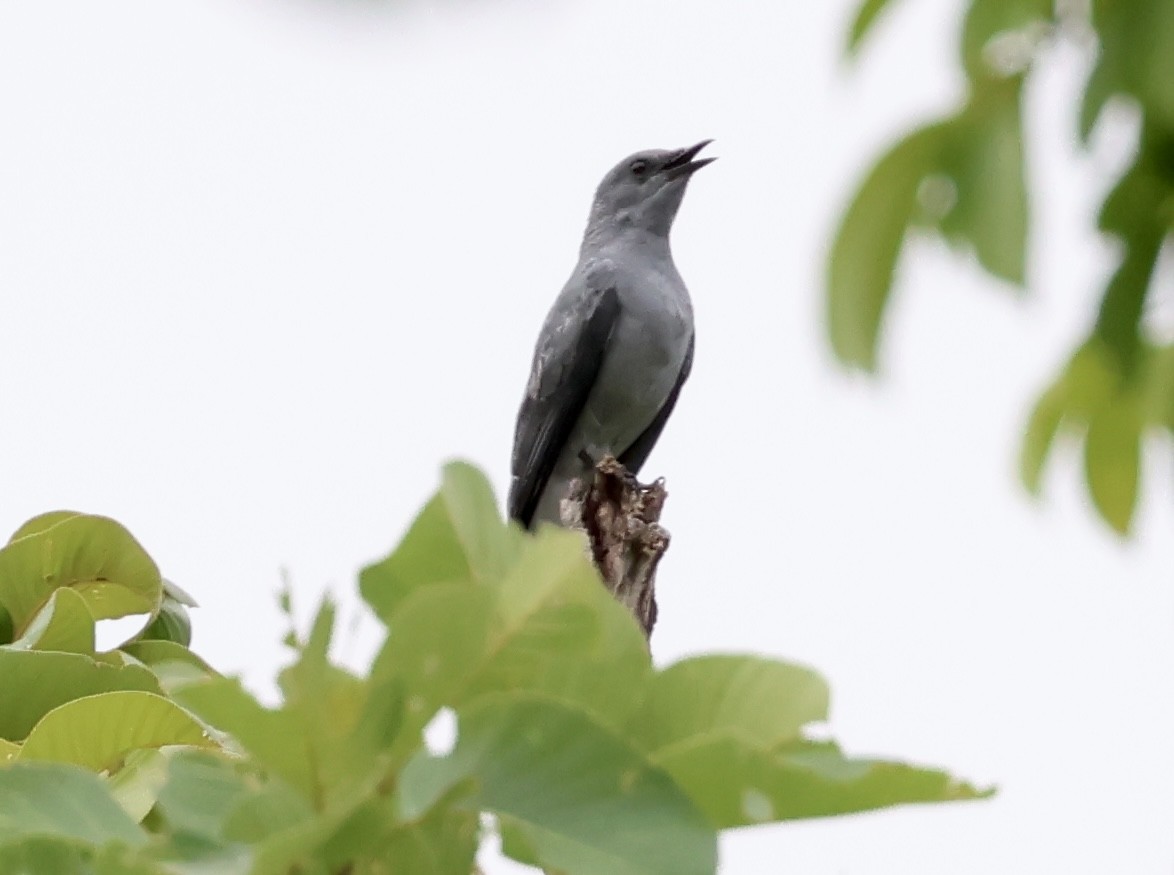 Indochinese Cuckooshrike - ML638208661