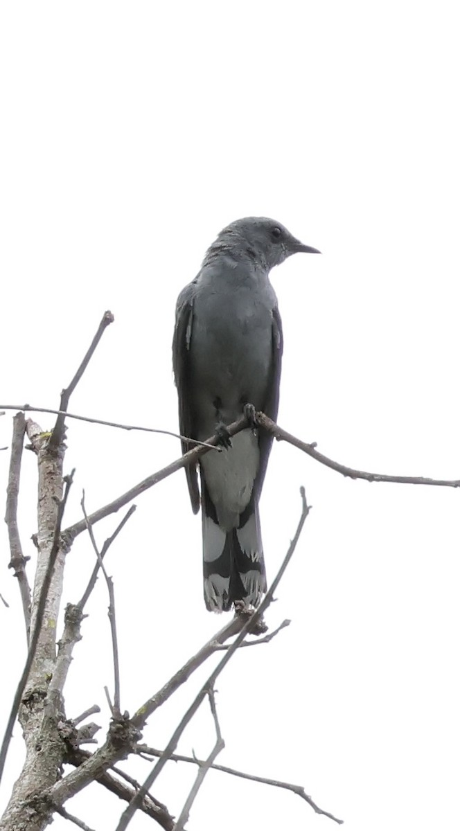 Indochinese Cuckooshrike - ML638208662