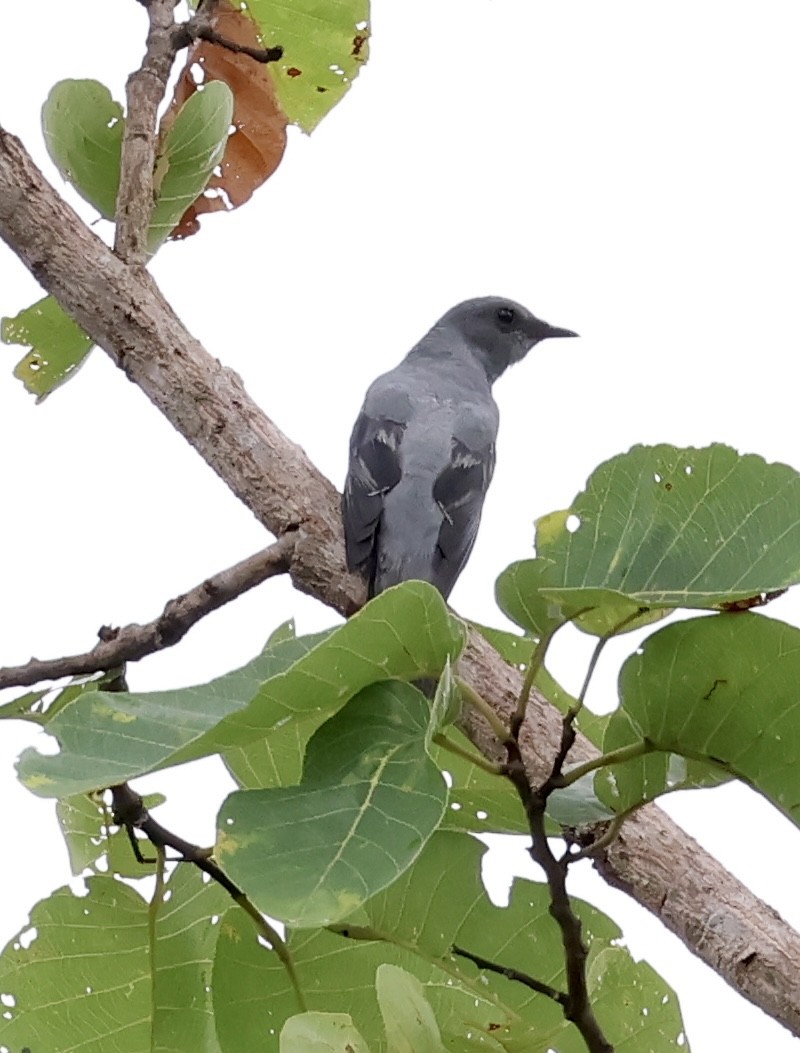 Indochinese Cuckooshrike - ML638208663