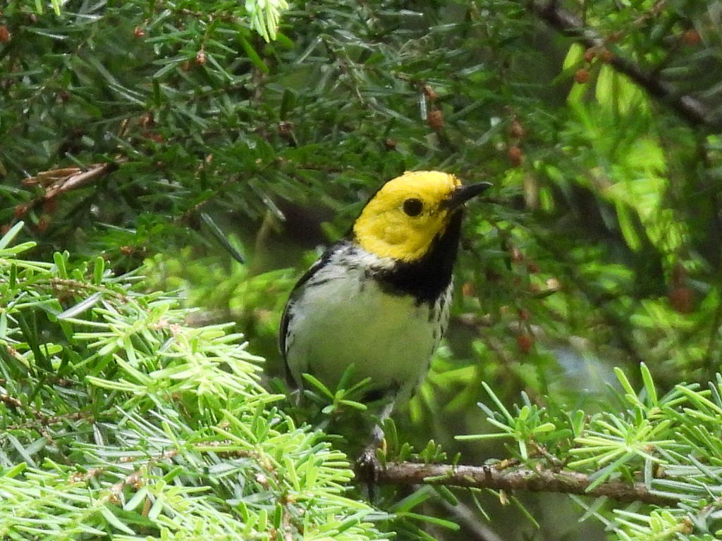 Hermit Warbler - ML638208689