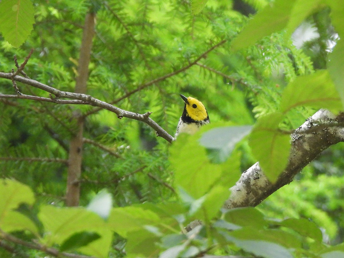 Hermit Warbler - ML638208690