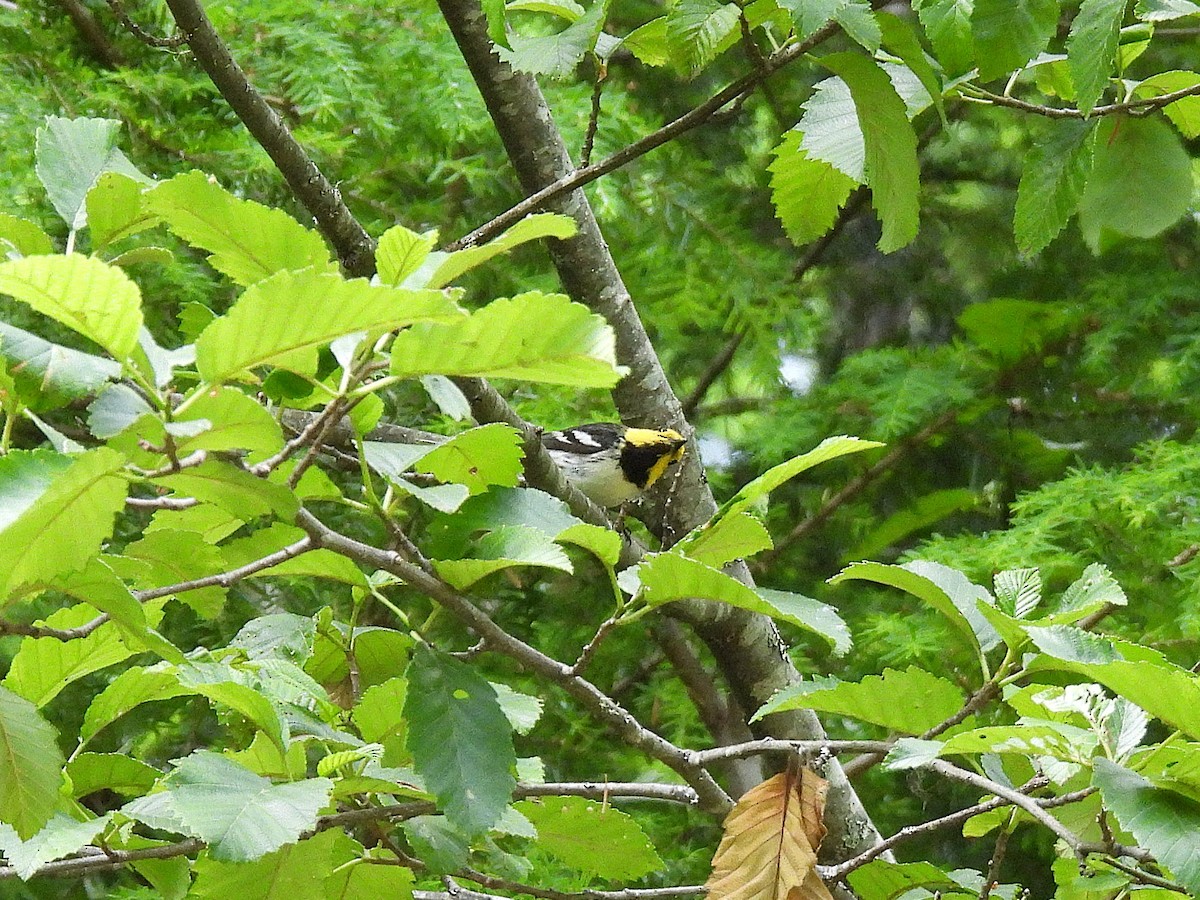 Hermit Warbler - ML638208691