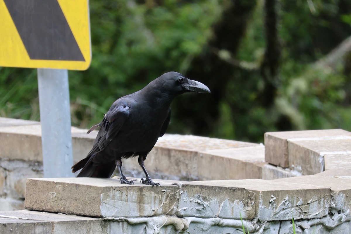Large-billed Crow - ML638208693