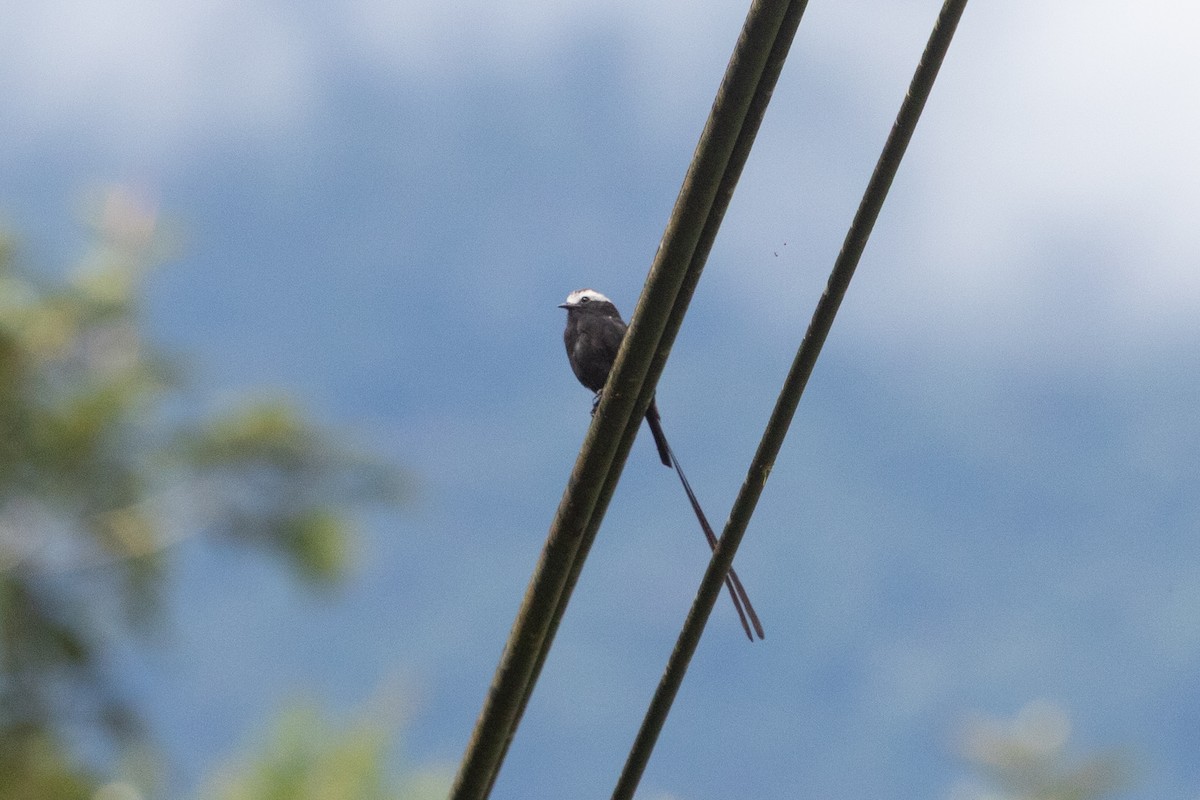 Long-tailed Tyrant - ML638208694
