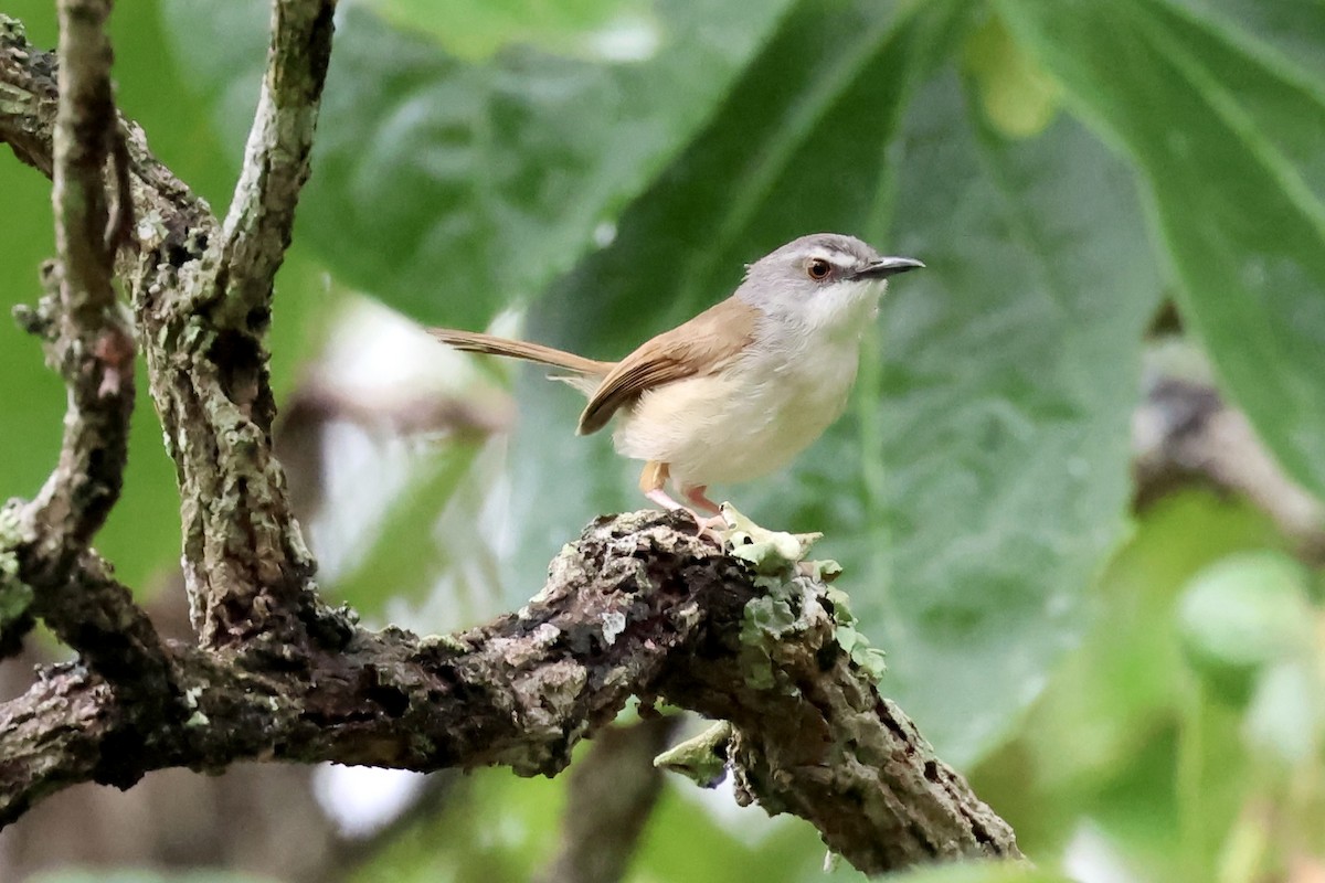 Rufescent Prinia - ML638208717